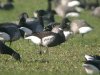 Black Brant at Paglesham Lagoon (Steve Arlow) (94084 bytes) Black Brant at Paglesham Lagoon (Steve Arlow) (94084 bytes)